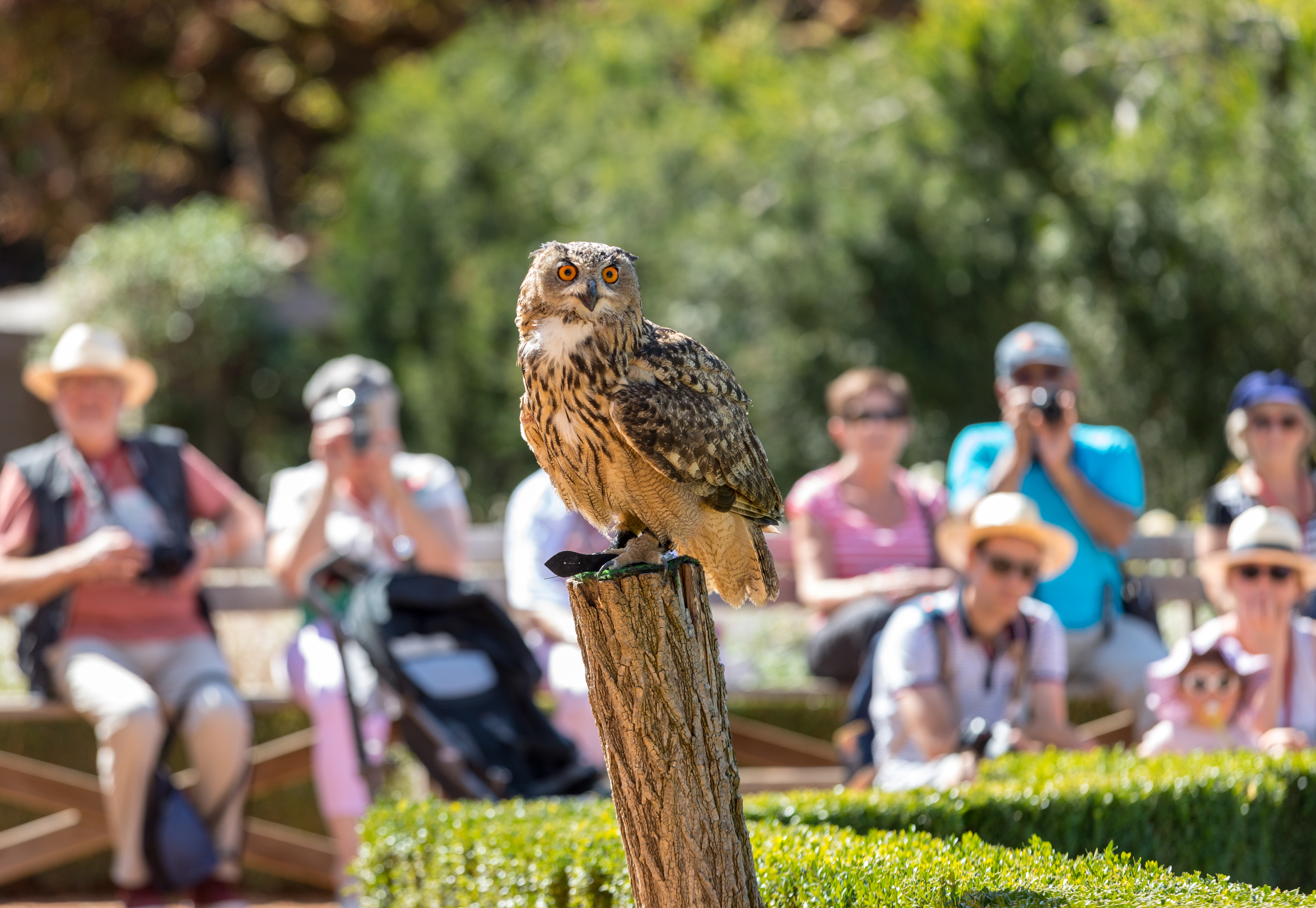Birds Of Prey