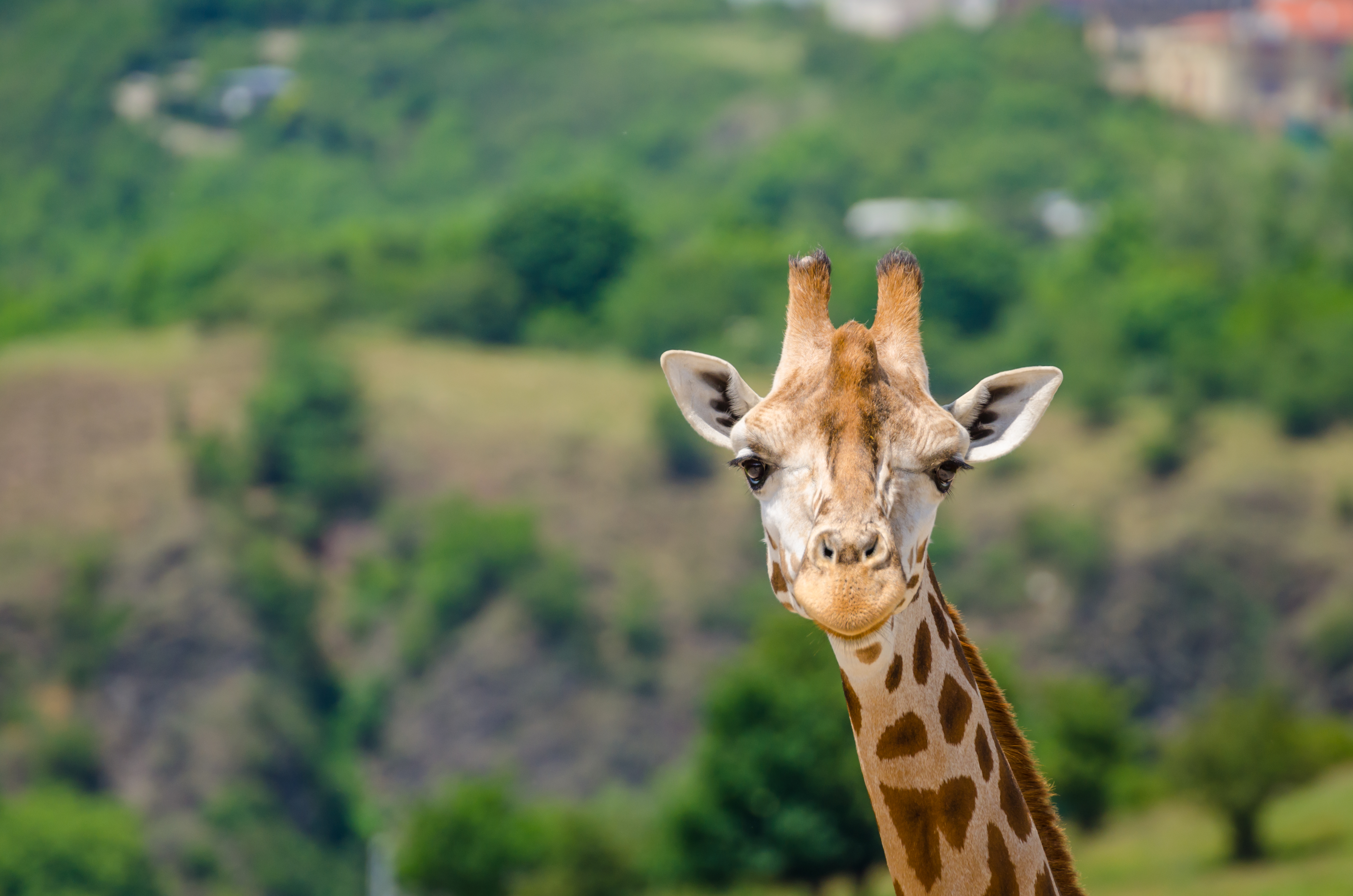 Giraffe Wildlife Attraction