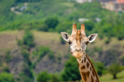 Giraffe Wildlife Attraction