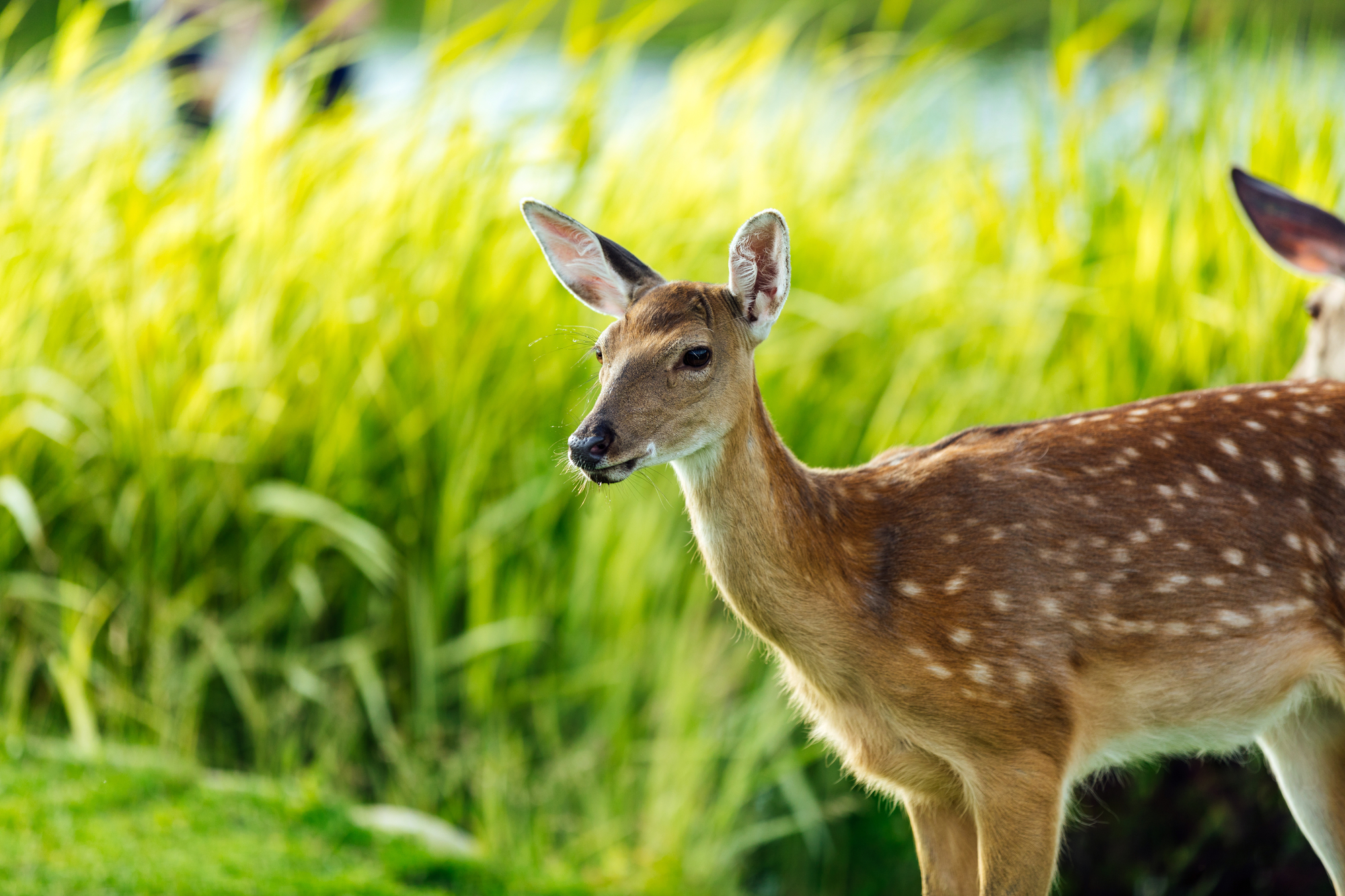 Solutions Wild Life Park Attractions