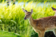 Solutions Wild Life Park Attractions