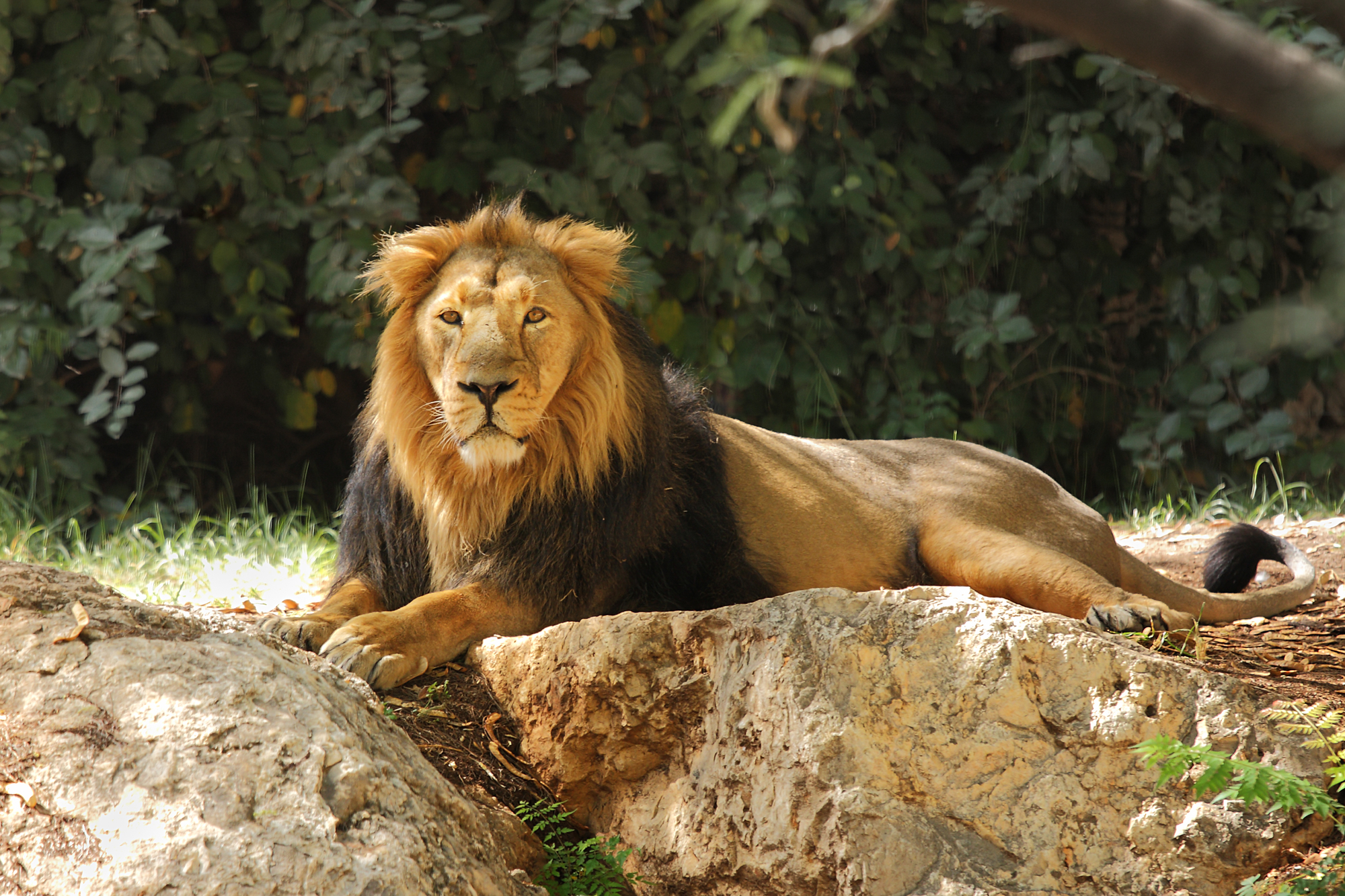 Solutions Zoo Safari Attractions
