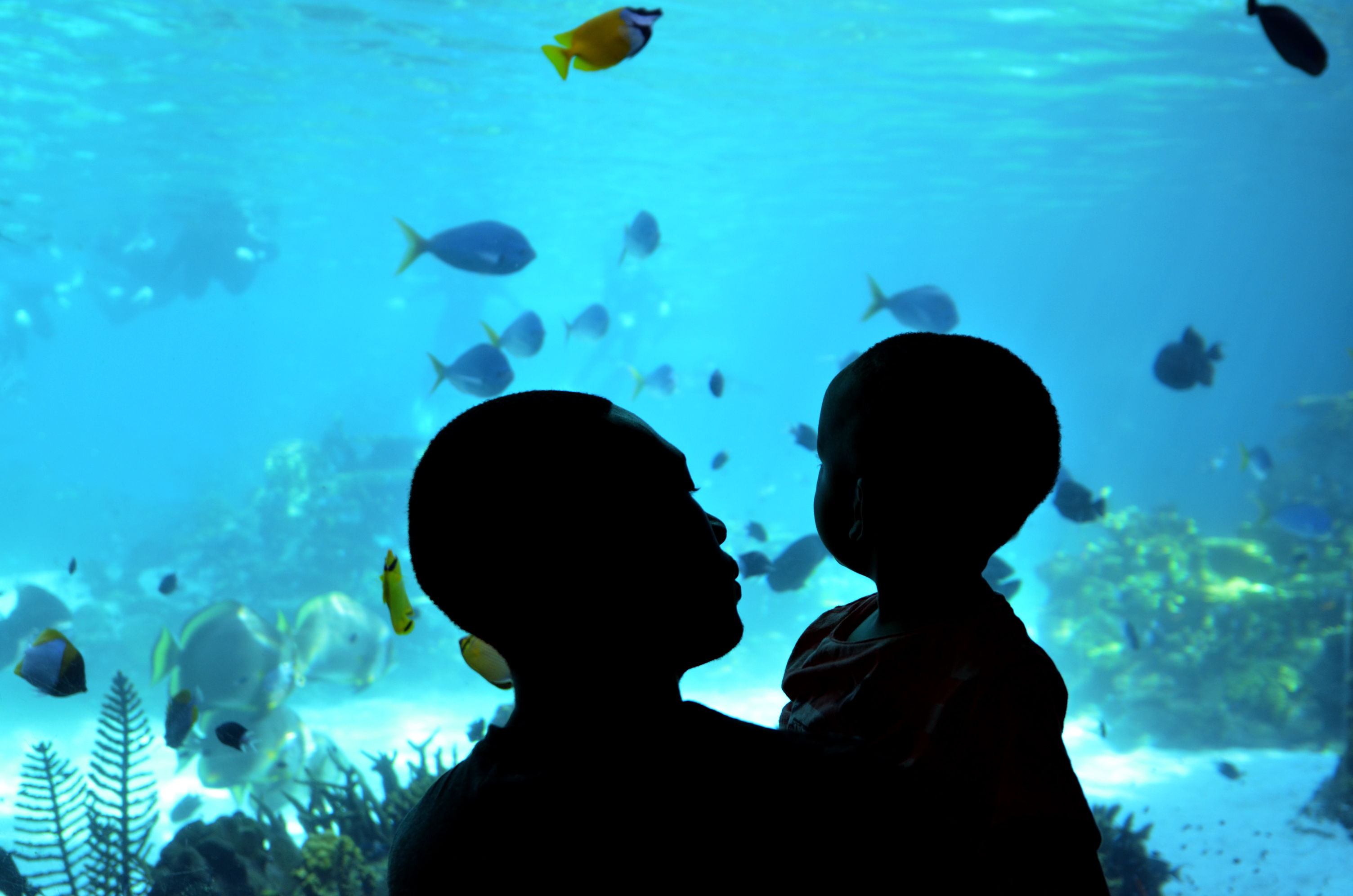 Aquarium Conservation Attraction