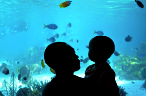Aquarium Conservation Attraction